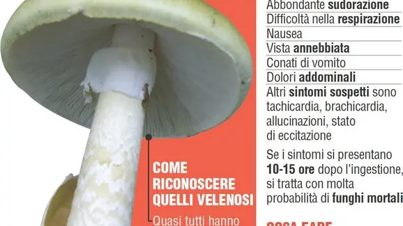 Padre e figlia morti a causa di funghi velenosi, mentre la mamma aspetta il trapianto di fegato: le sue condizioni sono disperate. È accaduto a San Giorgio, nel comune di Cascina (Pisa). Come riconoscere i funghi velenosi, i sintomi dell'avvelenamento e cosa fare in caso di intossicazione
