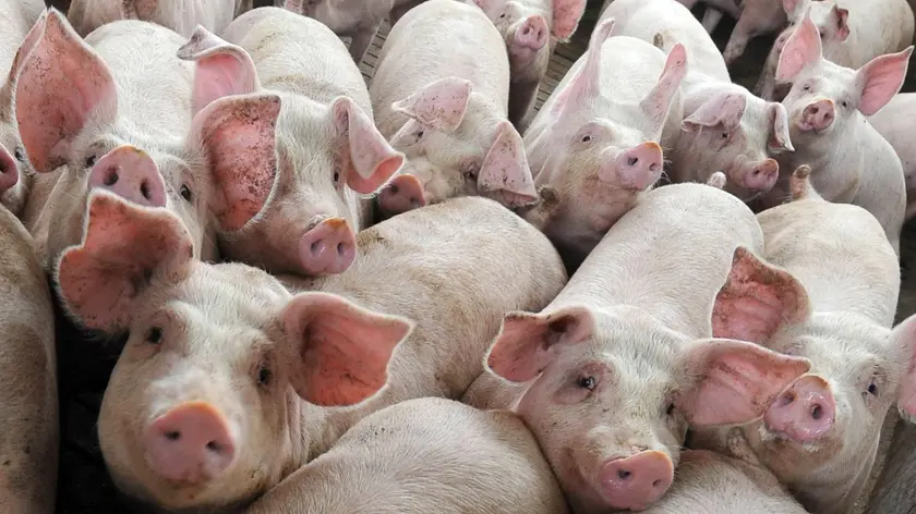 Un allevamento di maiali: in Lombardia fa paura la peste suina