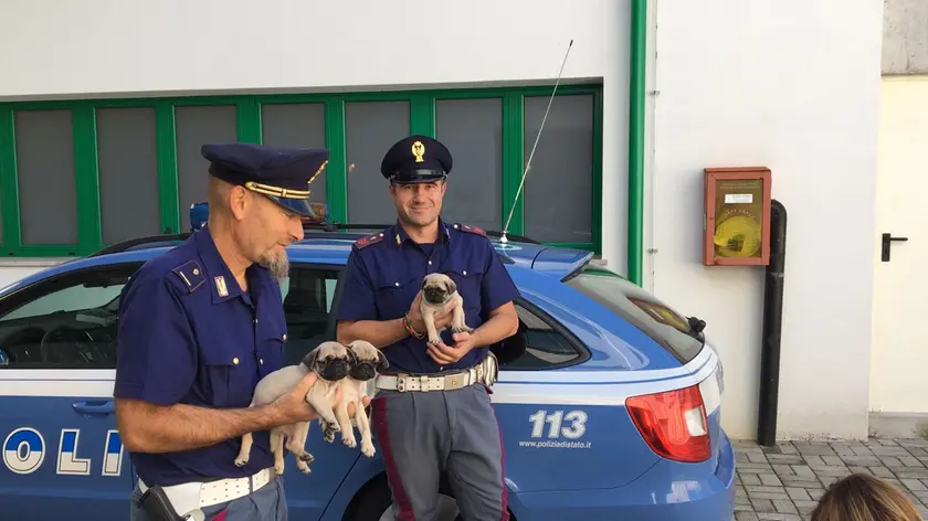 Palmanova 21 Settembre 2016.cani alla stradale