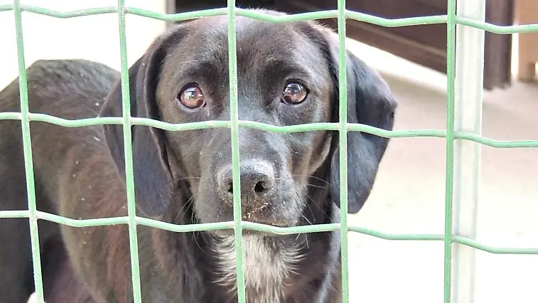 Con il periodo estivo aumentano il numero di animali abbandonati e le richieste di rinuncia di proprietà