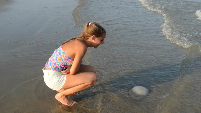 Lignano 5-7-2015 spiaggia riviera e pineta medusa sabbiadoro @ petrussi foto Turco Massimo