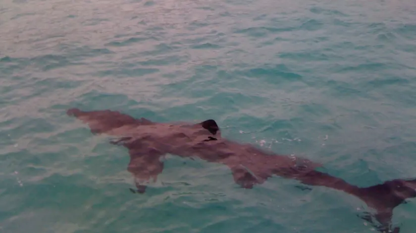 TARANTO - Un giovane 'squalo elefante' lungo circa tre metri e mezzo e' stato avvistato nelle acque della localita' 'Lama', sul litorale di Taranto.