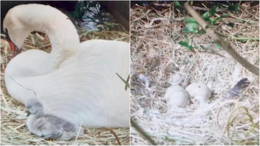 Mamma cigno con il primo nato e le due uova nel nido