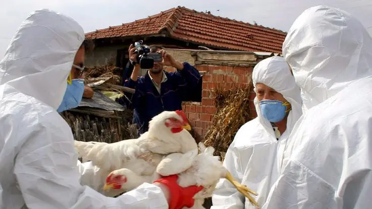 VIRUS POLLI: TURCHIA, VIRUS E' QUELLO PIU' PERICOLOSO . Veterinary experts collect chickens to cull in an effort to fight an outbreak of avian flu in Kiziksa village near Manyas in northwestern Turkey, Monday 10 October 2005. Turkey and Romania culled thousands of birds and imposed quarantine zones to try to stop the spread of avian flu. On Thursday 13 October 2005, it was confirmed that a strain of bird flu found in Turkey is very similar to the deadly Asian strain. ANSA-CD