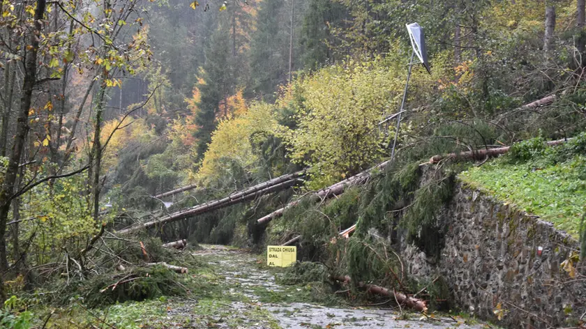Alberi spezzati in strada a Tualis