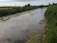 La situazione del Cormôr nella Bassa friulana nel tratto compreso tra Carlino e Muzzana del Turgnano