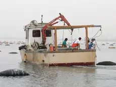 Un'immagine d'archivio degli allevamenti di mitili nel Golfo di Trieste. Sono ancora chiuse, e lo rimarranno fino agli esiti degli esami sulle acque, le miticolture del golfo di Trieste, da cui sono partiti alcuni molluschi che sarebbero all'origine di intossicazioni in varie zone d'Italia. ANSA/ANDREA LASORTE