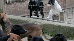 ANTEPRIMA Pocenia cani abbandonati