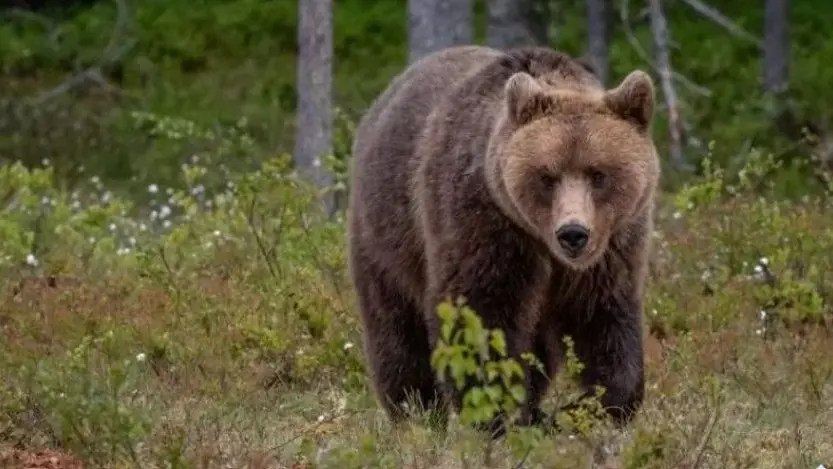 Un orso bruno (foto d'archivio)