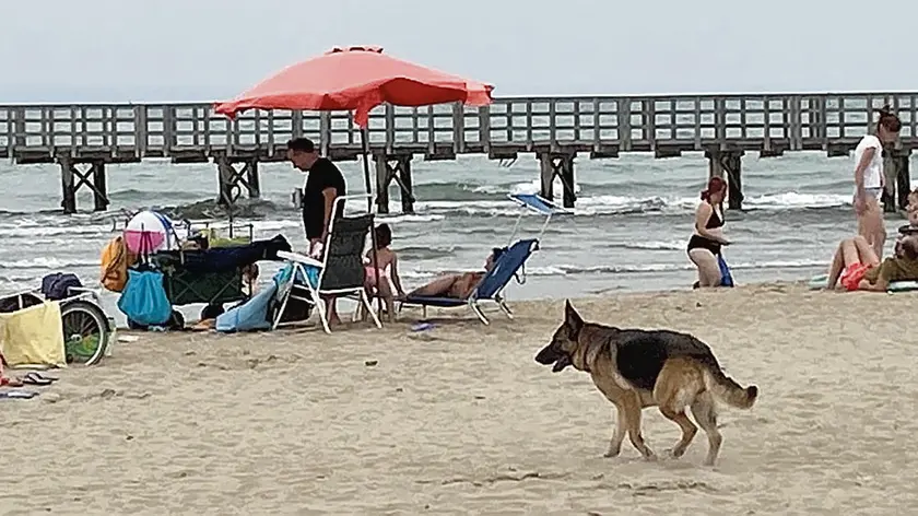 Alla Bau Beach tornano i cani. Ci sarà un bagnino dedicato