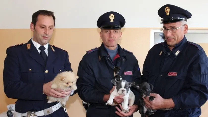 Amaro 11 novembre 2015 recuperi cuccioli © Petrussi foto Soravito