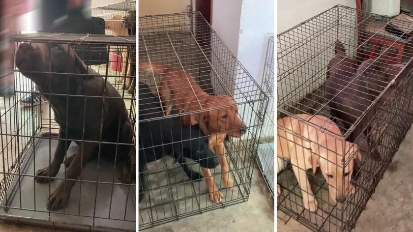 I cuccioli sequestati nell'allevamento abusivo