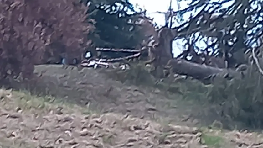 L’area vicino all’albero caduto sulle colline di Fagagna in cui è stato rinvenuto il teschio