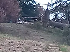 L’area vicino all’albero caduto sulle colline di Fagagna in cui è stato rinvenuto il teschio