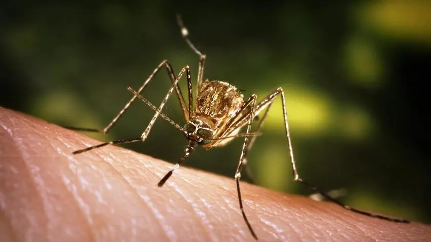 This close-up view of a Culex tarsalis mosquito resting on human skin, shows the dark-scaled proboscis which has a broad median white band. ....Other identifying characteristics include white scales around the joints of its tarsi, a line of white scales along the tibia and femur, and two silver dots on its scutum. The epidemiologic importance of C. tarsalis lies in its ability to spread Western Equine Encephalitis (WEE), St. Louis Encephalitis (SLE), and California Encephalitis, and is currently the main vector of West Nile virus in the Western United States... ..Date: 2005..Content credits: / xxxxx..Photo credit: James Gathany..Image storage: xxxxxxxxxxxxx..Support File: CD_120_DH/ 005....URL: http://www.cdc.gov/ncidod/dvbid/westnile/..URL Title: CDC – Division of Vector-Borne Infectious Diseases – West Nile Virus.. - LA ZANZARA CULEX A sinistra, l'insetto identificato come principale vettore del virus A destra, una cellula infettata
