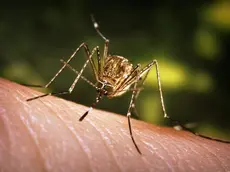 This close-up view of a Culex tarsalis mosquito resting on human skin, shows the dark-scaled proboscis which has a broad median white band. ....Other identifying characteristics include white scales around the joints of its tarsi, a line of white scales along the tibia and femur, and two silver dots on its scutum. The epidemiologic importance of C. tarsalis lies in its ability to spread Western Equine Encephalitis (WEE), St. Louis Encephalitis (SLE), and California Encephalitis, and is currently the main vector of West Nile virus in the Western United States... ..Date: 2005..Content credits: / xxxxx..Photo credit: James Gathany..Image storage: xxxxxxxxxxxxx..Support File: CD_120_DH/ 005....URL: http://www.cdc.gov/ncidod/dvbid/westnile/..URL Title: CDC – Division of Vector-Borne Infectious Diseases – West Nile Virus.. - LA ZANZARA CULEX A sinistra, l'insetto identificato come principale vettore del virus A destra, una cellula infettata
