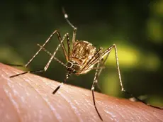 This close-up view of a Culex tarsalis mosquito resting on human skin, shows the dark-scaled proboscis which has a broad median white band. ....Other identifying characteristics include white scales around the joints of its tarsi, a line of white scales along the tibia and femur, and two silver dots on its scutum. The epidemiologic importance of C. tarsalis lies in its ability to spread Western Equine Encephalitis (WEE), St. Louis Encephalitis (SLE), and California Encephalitis, and is currently the main vector of West Nile virus in the Western United States... ..Date: 2005..Content credits: / xxxxx..Photo credit: James Gathany..Image storage: xxxxxxxxxxxxx..Support File: CD_120_DH/ 005....URL: http://www.cdc.gov/ncidod/dvbid/westnile/..URL Title: CDC – Division of Vector-Borne Infectious Diseases – West Nile Virus.. - LA ZANZARA CULEX A sinistra, l'insetto identificato come principale vettore del virus A destra, una cellula infettata