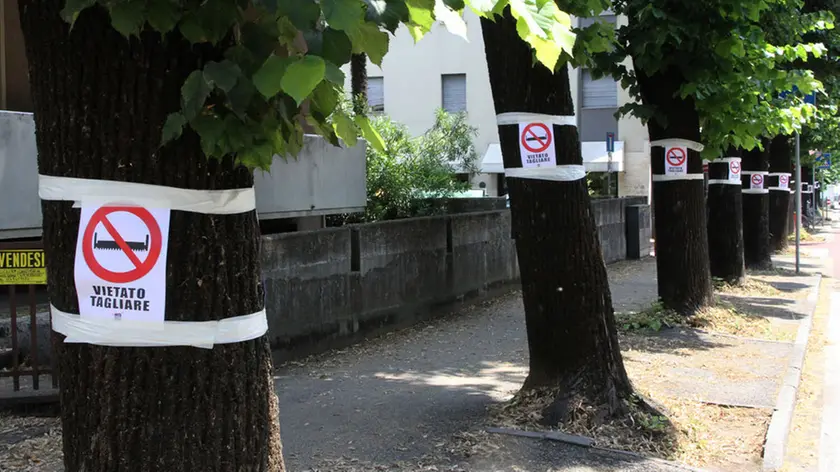 FOTO MISSINATO - VIA CAPPUCCINI ALBERI