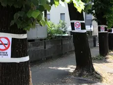 FOTO MISSINATO - VIA CAPPUCCINI ALBERI