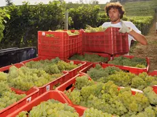 20090825 - TORINO - FIN - VINO: CIA;E' VENDEMMIA-MANIA, APPASSIONATI IN LISTA D'ATTESA. Un agricoltore durante la vendemmia di Chardonnay stamattina 25 Agosto 2009. Prendere parte alle operazioni di vendemmia e vinificazione sta diventando una moda. Lo afferma la Cia 'Confederazione Italiana Agricoltori' sottolineando che ''migliaia sono le richieste di ospitalita' di appassionati e curiosi ai titolari di aziende vitivinicole, tanto da rendere necessarie vere e proprie liste di attesa''. Si tratta principalmente di donne, professionisti di altri settori, curiosi, apprendisti sommelier e potenziali futuri imprenditori del settore. In cima alla lista delle preferenze le richieste di ospitalita' presso aziende che producono prosecco, ma sono molte anche per i vini marchigiani, pugliesi oltre che toscani. ANSA/TONINO DI MARCO/i51