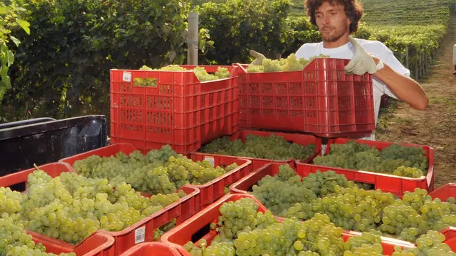 20090825 - TORINO - FIN - VINO: CIA;E' VENDEMMIA-MANIA, APPASSIONATI IN LISTA D'ATTESA. Un agricoltore durante la vendemmia di Chardonnay stamattina 25 Agosto 2009. Prendere parte alle operazioni di vendemmia e vinificazione sta diventando una moda. Lo afferma la Cia 'Confederazione Italiana Agricoltori' sottolineando che ''migliaia sono le richieste di ospitalita' di appassionati e curiosi ai titolari di aziende vitivinicole, tanto da rendere necessarie vere e proprie liste di attesa''. Si tratta principalmente di donne, professionisti di altri settori, curiosi, apprendisti sommelier e potenziali futuri imprenditori del settore. In cima alla lista delle preferenze le richieste di ospitalita' presso aziende che producono prosecco, ma sono molte anche per i vini marchigiani, pugliesi oltre che toscani. ANSA/TONINO DI MARCO/i51