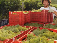 20090825 - TORINO - FIN - VINO: CIA;E' VENDEMMIA-MANIA, APPASSIONATI IN LISTA D'ATTESA. Un agricoltore durante la vendemmia di Chardonnay stamattina 25 Agosto 2009. Prendere parte alle operazioni di vendemmia e vinificazione sta diventando una moda. Lo afferma la Cia 'Confederazione Italiana Agricoltori' sottolineando che ''migliaia sono le richieste di ospitalita' di appassionati e curiosi ai titolari di aziende vitivinicole, tanto da rendere necessarie vere e proprie liste di attesa''. Si tratta principalmente di donne, professionisti di altri settori, curiosi, apprendisti sommelier e potenziali futuri imprenditori del settore. In cima alla lista delle preferenze le richieste di ospitalita' presso aziende che producono prosecco, ma sono molte anche per i vini marchigiani, pugliesi oltre che toscani. ANSA/TONINO DI MARCO/i51