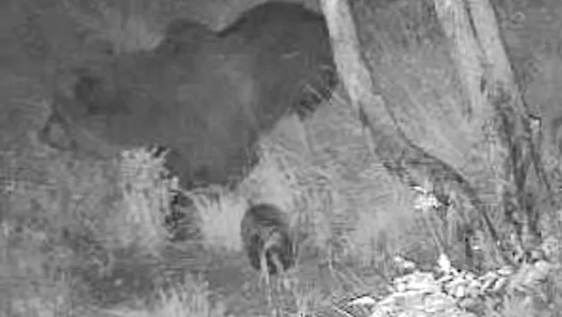 L’orsa con i due cuccioli immortalata dalla fototrappola a Monteaperta, a Taipana