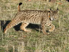 epa08218290 'Quinas,' a young female Iberian lynx (Lynx pardinus) is released in Torrenueva, Ciudad Real, Spain, 14 February 2020. The region of Castilla La Mancha has an ongoing program to recover the population of lynxes as one-third of the world's population of this species lives in the region. EPA/BELDAD