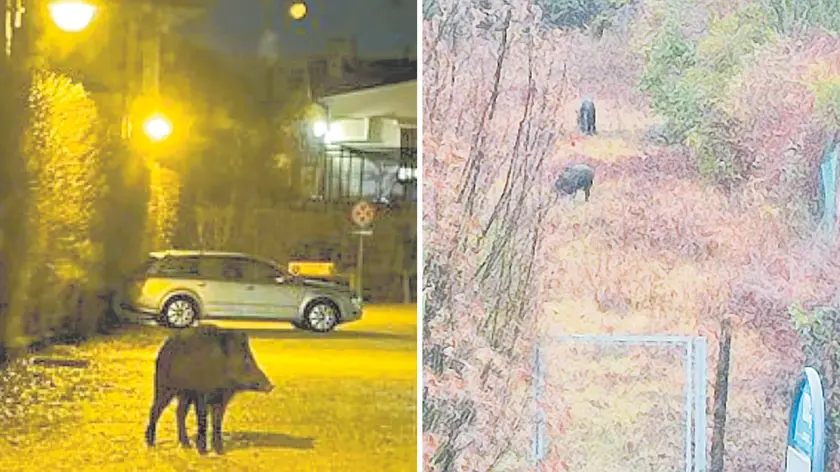 Il cinghiale avvistato nel tardo pomeriggio di venerdì nel parcheggio antistante al ristorante al Lido e, a destra, i due cinghiali nell’area vicina al parco dei giochi gonfiabili