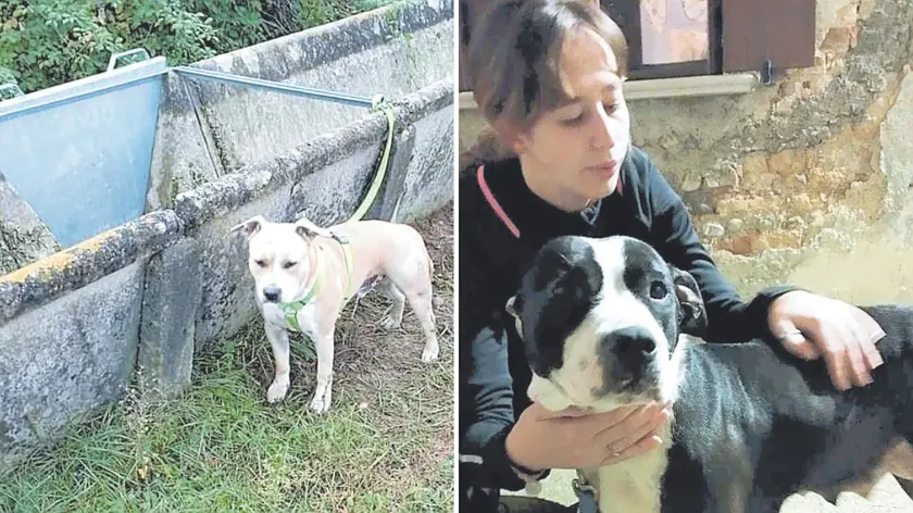 I cani Amstaff abbandonati nelle campagne tra Palmanova e Gris: uno di loro è stato salvato da Erica Porcu, 21enne di Pozzuolo (nella foto a destra)