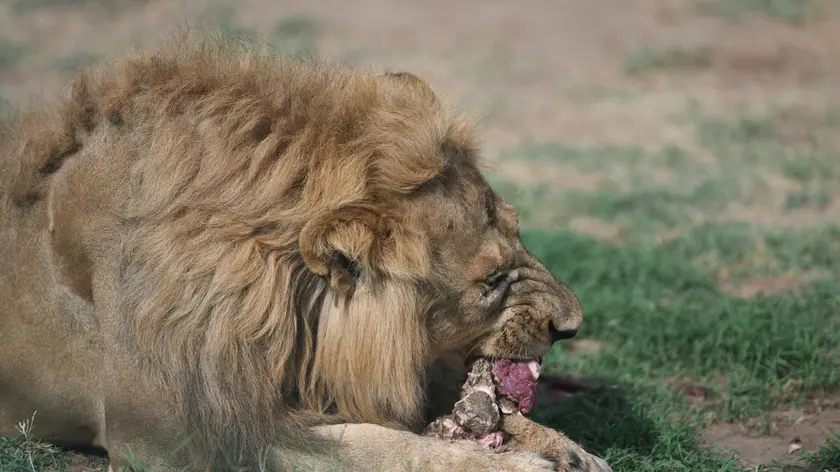 epa10036066 A male African lion is fed in an enclosure at the Sudan Animal Rescue Center in Al Bageir, near the country's capital Khartoum, Sudan, 17 June 2022 (issued 27 June 2022). What started as a private rescue mission by the center's founder Osman Salih - initially financed by his own savings - to save five starving lions from the Al-Qurashi Gardens in Khartoum in January 2020, has now become a rescue center for numerous animals that is funded by donations and about weekly 600 visitors. Although one of the lions died one day after Salih's rescue attempt and another one died a few months later, his mission to rescue the animals was followed on social media and triggered worldwide support. Now he runs the rescue center on some 10-acres of land belonging to the family hosting 20 lions, monkeys, snakes and ostriches. One of the surviving lionesses named Kandaka, that was in the worst condition before being rescued recently gave birth to the lion cub and is also featured in the logo of the Sudan Animal Rescue Center. While his animal rescue center was welcomed by many supporters, Salih himself tries to keep a low profile as others also have criticised his work, saying that resources should be better diverted towards Sudan's humanitarian crisis. EPA/ELA YOKES ATTENTION: This Image is part of a PHOTO SET