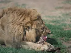 epa10036066 A male African lion is fed in an enclosure at the Sudan Animal Rescue Center in Al Bageir, near the country's capital Khartoum, Sudan, 17 June 2022 (issued 27 June 2022). What started as a private rescue mission by the center's founder Osman Salih - initially financed by his own savings - to save five starving lions from the Al-Qurashi Gardens in Khartoum in January 2020, has now become a rescue center for numerous animals that is funded by donations and about weekly 600 visitors. Although one of the lions died one day after Salih's rescue attempt and another one died a few months later, his mission to rescue the animals was followed on social media and triggered worldwide support. Now he runs the rescue center on some 10-acres of land belonging to the family hosting 20 lions, monkeys, snakes and ostriches. One of the surviving lionesses named Kandaka, that was in the worst condition before being rescued recently gave birth to the lion cub and is also featured in the logo of the Sudan Animal Rescue Center. While his animal rescue center was welcomed by many supporters, Salih himself tries to keep a low profile as others also have criticised his work, saying that resources should be better diverted towards Sudan's humanitarian crisis. EPA/ELA YOKES ATTENTION: This Image is part of a PHOTO SET