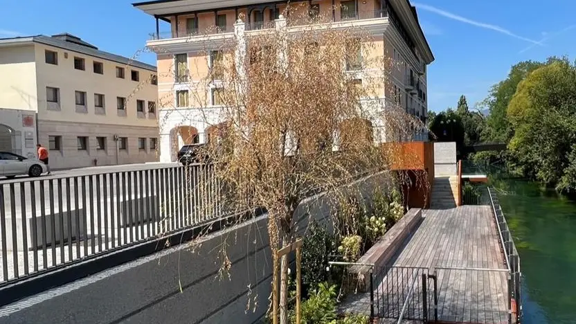 Il salice piantato venti giorni fa vicino al nuovo imbarcadero a Sacile