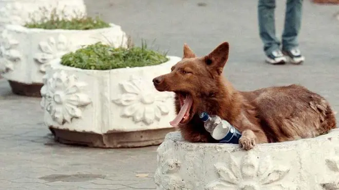 20090317 - KIEV - HUM - CANI KILLER, NUOVA AGGRESSIONE NEL RAGUSANO GRAVE TURISTA Una foto di archivio mostra un cane randagio lungo le strade di una città. Nuova aggressione da parte di cani randagi nel Ragusano: una turista tedesca di 30 anni e' stata azzannata da un branco di 7-8 animali mentre passeggiava sul lungomare di contrada Pisciotto, la stessa zona dove due giorni fa e' stato aggredito a morte un bambino di 10 anni. Richiamati dalle urla della donna, sono intervenuti passanti e i carabinieri che l'hanno soccorsa. E' grave. I militari hanno invitato a stare in casa, uscire solo in caso di necessita' e lasciare subito la spiaggia. Oggi a Modica lutto cittadino, saracinesche abbassate dalle 15, quando cominceranno i funerali del piccolo. ARCHIVIO ANSA / SERGEI SUPINSKY/KLD