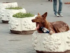 20090317 - KIEV - HUM - CANI KILLER, NUOVA AGGRESSIONE NEL RAGUSANO GRAVE TURISTA Una foto di archivio mostra un cane randagio lungo le strade di una città. Nuova aggressione da parte di cani randagi nel Ragusano: una turista tedesca di 30 anni e' stata azzannata da un branco di 7-8 animali mentre passeggiava sul lungomare di contrada Pisciotto, la stessa zona dove due giorni fa e' stato aggredito a morte un bambino di 10 anni. Richiamati dalle urla della donna, sono intervenuti passanti e i carabinieri che l'hanno soccorsa. E' grave. I militari hanno invitato a stare in casa, uscire solo in caso di necessita' e lasciare subito la spiaggia. Oggi a Modica lutto cittadino, saracinesche abbassate dalle 15, quando cominceranno i funerali del piccolo. ARCHIVIO ANSA / SERGEI SUPINSKY/KLD