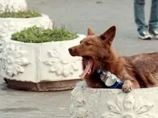 20090317 - KIEV - HUM - CANI KILLER, NUOVA AGGRESSIONE NEL RAGUSANO GRAVE TURISTA Una foto di archivio mostra un cane randagio lungo le strade di una città. Nuova aggressione da parte di cani randagi nel Ragusano: una turista tedesca di 30 anni e' stata azzannata da un branco di 7-8 animali mentre passeggiava sul lungomare di contrada Pisciotto, la stessa zona dove due giorni fa e' stato aggredito a morte un bambino di 10 anni. Richiamati dalle urla della donna, sono intervenuti passanti e i carabinieri che l'hanno soccorsa. E' grave. I militari hanno invitato a stare in casa, uscire solo in caso di necessita' e lasciare subito la spiaggia. Oggi a Modica lutto cittadino, saracinesche abbassate dalle 15, quando cominceranno i funerali del piccolo. ARCHIVIO ANSA / SERGEI SUPINSKY/KLD
