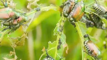 Il coleottero giapponese è un pericolo per le aree verdi di Riviera