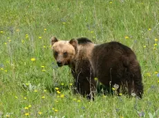 Orso bruno marsicano. PARCO NAZIONALE D'ABRUZZO