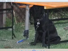 Il cane Achille