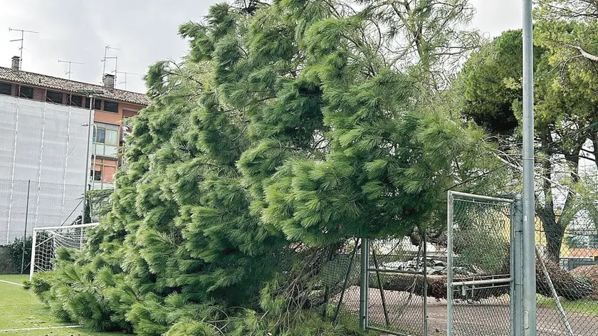 L'albero piombato sulla rete di recinzione del campo sintetico del Donatello Calcio, a Udine (foto Petrussi)