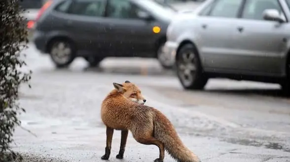 A fox walks over a street in Berlin's city center on January 14, 2011. In many major cities such as Berlin, Zurich or London, foxes have discovered urban spaces as new habitat. AFP PHOTO JOERG CARSTENSEN GERMANY OUT (Photo credit should read JOERG CARSTENSEN/AFP/Getty Images)
