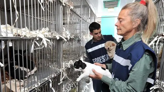 Palmanova 26 Maggio 2012. Sequestro cuccioli.Telefoto copyright Petrussi Foto Press / Diego Petrussi.