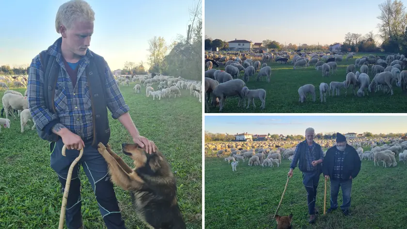 A sinistra Emanuele Dal Molin con il suo cane. A destra il gregge (in alto) e in basso posa con Paolo Banzato