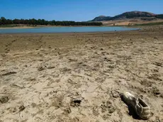 Siccità in Sicilia, il lago di Piana degli albanesi ridotto ad una pozzanghera, Palermo 29 luglio 2024. ANSA/IGOR PETYX - - - - - - - - - - - - - - - - - Drought in Sicily, the Piana degli Albani lake reduced to a puddle, Palermo 29 July 2024. ANSA/IGOR PETYX