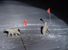 epa08367464 A handout photo made available by World Press Photo (WPP) organization shows a picture by Esther Horvath that won the ENVIRONMENT - FIRST PRIZE, SINGLES award in the World Press Photo 2020 Contest as it was announced by World Press Photo on 16 April 2020. A polar bear and her cub come close to equipment placed by scientists from Polarstern, a ship that is part of a scientific expedition investigating the consequences of Arctic climate change, in the central Arctic Ocean, on 10 October 2019. EPA/ESTHER HORVATH / THE NEW YORK TIMES / HANDOUT NO CROPPING / NO MANIPULATING / USE ONLY FOR SINGLE PUBLICATION IN CONNECTION WITH THE WORLD PRESS PHOTO AND ITS ACTIVITIES HANDOUT EDITORIAL USE ONLY/NO SALES HANDOUT EDITORIAL USE ONLY/NO SALES