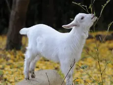 epa02473428 A baby goat grazes among the fallen leaves of a Japanese ginkyo tree on a farm in Isumi city, Chiba province, east of Tokyo, Japan, 30 November 2010. The autumn foliage is now at its peak in the Tokyo region. EPA/EVERETT KENNEDY BROWN