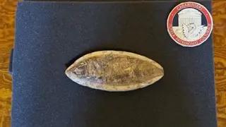 Il fossile antichissimo rivenduto su internet