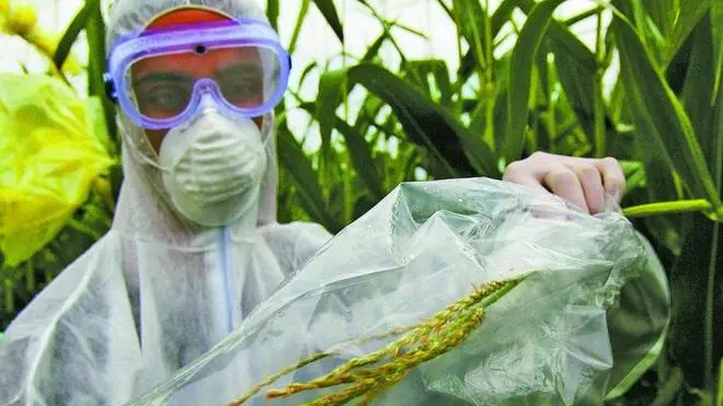 Greenpeace activists from.Italy, Austria, Germany and Hungary are quarantining illegal.Genetically Engineered (GE) crops being grown in Italy. Wearing safety.equipment to protect against contamination, the activists are.isolating, cutting and securing the top of the GE maize plants, the.part that contains the pollen.