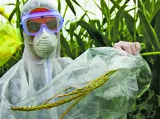 Greenpeace activists from.Italy, Austria, Germany and Hungary are quarantining illegal.Genetically Engineered (GE) crops being grown in Italy. Wearing safety.equipment to protect against contamination, the activists are.isolating, cutting and securing the top of the GE maize plants, the.part that contains the pollen.