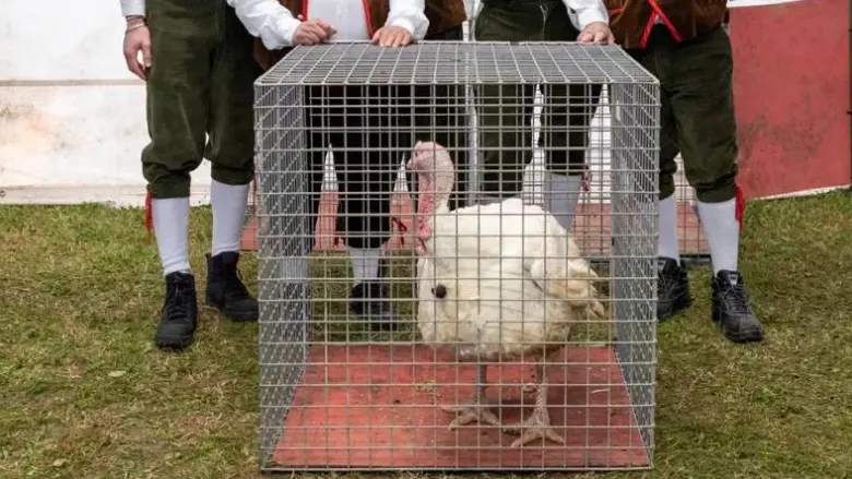 Il tacchino da 26,3 chili allevato da Renato Cecotti si è aggiudicato il primo premio alla bilancia alla fiera di Santa Elisabetta